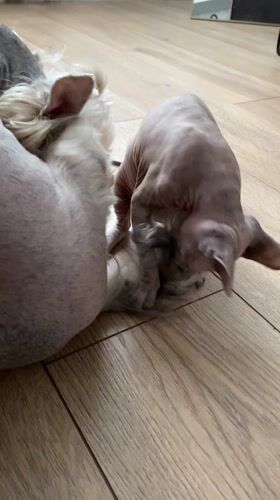 Hairless cat and dog play together in Russian home