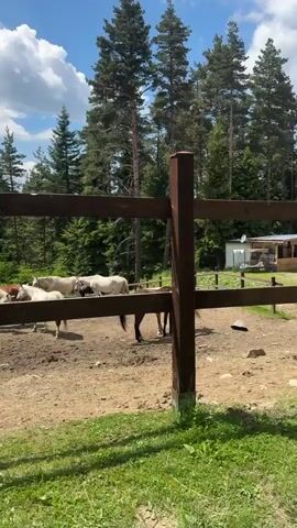 A group of horses are standing in a fenced-in dirt enclosure. The enclosure is surrounded by a wooden fence and lush green grass. Behind the fence, tall pine trees dominate the landscape, with a clear blue sky dotted with white clouds above. Some of the horses are white, while others are brown or black. One brown horse is bending down, appearing to graze or drink. The overall scene suggests a peaceful and natural rural setting.