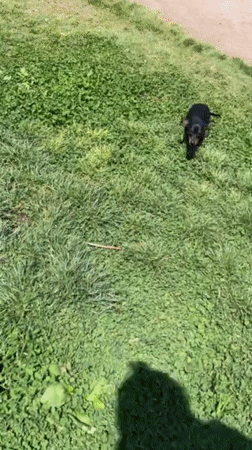 Quiet evening at Chilean hilltop park with dogs, ocean views