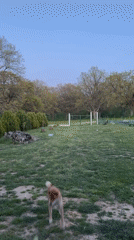 Shiba Inu plays fetch at dusk in Bulgarian village