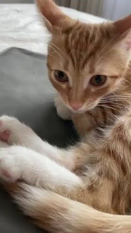 The video shows a close-up of an orange tabby kitten lying on a gray surface. The kitten is looking towards the camera with large, curious eyes. Its paws are white with pink toe beans. The background is blurred but appears to be an indoor setting, possibly a bed with a white comforter. The kitten is resting and appears calm.