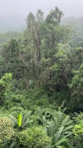 The video shows a dense, misty forest with lush green vegetation. The camera pans slightly from left to right, revealing layers of trees, vines, and large-leafed plants. Tall trees dominate the upper part of the frame, their canopies obscured by mist in the distance. In the foreground, a variety of smaller trees and shrubs are visible, with some large, broad leaves, possibly from banana plants, in the lower right corner. The overall impression is one of a humid, overgrown natural environment, possibly a rainforest. There are no people or discernible human-made objects in the video. The lighting is soft and diffused due to the mist, suggesting an overcast or early morning condition.