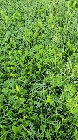 A low-angle video captures a close-up view of lush green grass and other low-lying plants in what appears to be an outdoor setting. The vegetation is dense and varied, with different types of leaves and blades of grass intermingling. Sunlight filters through the foliage, creating dappled patterns of light and shadow. There are no people or animals visible in the video. The camera is in constant motion, panning and tilting slightly, giving the impression of movement through the grass, perhaps being carried or on the ground. The overall impression is one of natural growth and a serene, undisturbed environment.