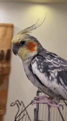 Cockatiel hanging out on its cage in Korolyov