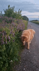 Fluffy dog spotted roaming rural roads in Timmolovo during twilight