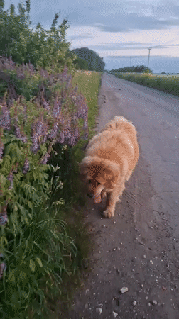 Fluffy dog spotted roaming rural roads in Timmolovo during twilight