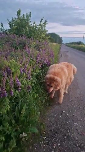Fluffy dog spotted roaming rural roads in Timmolovo during twilight