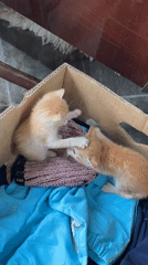 Pet owner documents kittens and dog during quiet afternoon