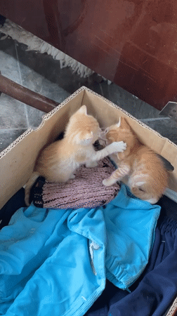 Pet owner documents kittens and dog during quiet afternoon