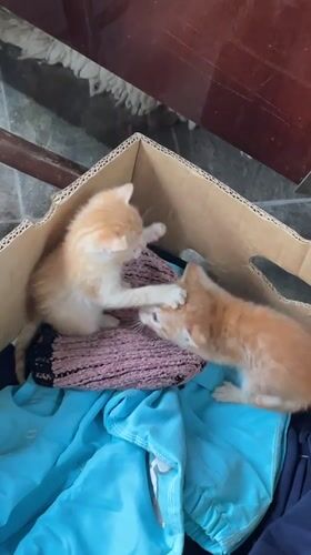 Pet owner documents kittens and dog during quiet afternoon