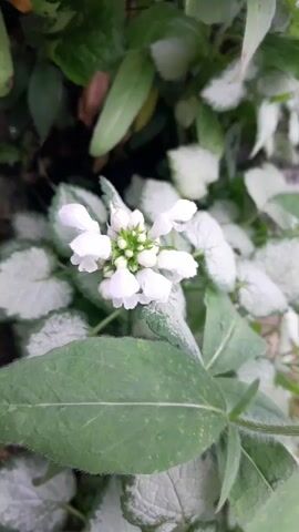 This is a close-up, eye-level video of a white flower with green foliage. The flower is in focus and centered in the frame. It has delicate, pale white petals clustered together with a few green buds at the top. The flower is surrounded by its own leaves and other greenery, some of which have a silvery-white edge. The background is blurred, suggesting a shallow depth of field. The lighting appears to be natural and diffused, indicating it's likely daytime, possibly overcast given the softness of the light and the overall muted colors. The scene is a natural setting, likely a garden or a wild area. There is no visible text, people, or specific activity taking place other than the passive observation of the flower. The overall impression is one of natural beauty and tranquility. The location context provided is Gliczarów Górny, Poland.