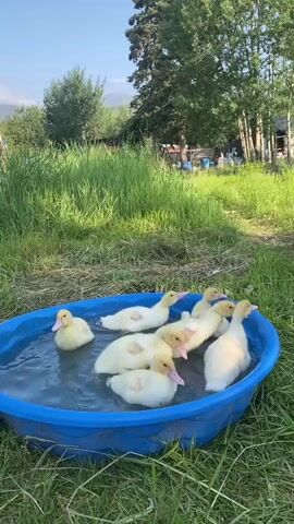 A blue plastic kiddie pool is filled with water and placed in a grassy area. Eight small, fluffy yellow ducklings are in the pool. One duckling is on the far left, facing the right side of the pool. The other seven ducklings are clustered together in the center and right side of the pool. The ducklings are mostly white with some yellow feathers and pink beaks. The background shows tall green grass, trees, and a building in the distance under a blue sky. The sun is shining, casting shadows. The ducklings are paddling and splashing in the water.