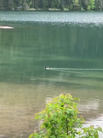 A video captures a peaceful natural scene featuring a clear, green-hued lake in Pitomine, Montenegro. The primary subject is a duck swimming gracefully from left to right across the lake's surface, leaving a distinct white wake behind it. The water near the foreground shore is shallow and transparent, revealing the sandy bottom. In the background, a dense, verdant forest with tall trees lines the far bank of the lake, with its reflections subtly visible on the water. A small, light-colored wooden platform or raft floats near the left side of the far bank. In the bottom right foreground, the leafy green branches of a bush or small tree are visible, partially framing the shot. The scene is well-lit, suggesting daytime conditions.