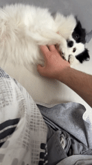 Person plays with small dog in Stara Zagora