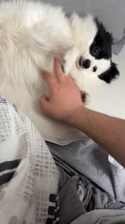 Person plays with small dog in Stara Zagora