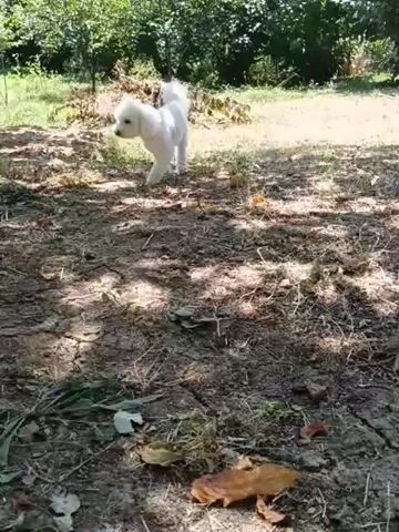 A small white poodle with a fluffy coat walks on a dirt path. In the background, there are trees and green foliage. The dog is facing the camera at first, then turns its head away. There is a red collar around its neck. Garden tools, including a rake and shovel, are leaning against a tree on the left side of the frame. The ground is covered with dirt, dry leaves, and some green weeds. Sunlight filters through the trees, creating dappled shadows on the ground.