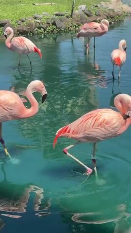 A serene scene unfolds at a pond or lake, teeming with vibrant pink flamingos. The birds wade gracefully in the clear blue-green water, some standing on one leg, others with their heads submerged, seemingly feeding. Their soft pink plumage contrasts beautifully with the water, and several birds display striking red-orange feathers on their wings and tails. Some flamingos have identification bands on their legs.

The tranquil pond is bordered by a rocky edge and lush green grass, beyond which a multitude of tall palm trees rise against a bright blue sky. In the distant background, gentle hills or mountains are visible under the clear daylight. A small white vehicle, possibly a golf cart, can be faintly seen on the distant grassy area. The setting suggests a warm, sunny day in a well-maintained outdoor environment, likely a resort or park in Palm Desert, United States of America. The overall atmosphere is peaceful and picturesque, highlighting the natural beauty of the flamingos in their habitat.