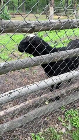 A black sheep with a white patch on its head stands behind a wire fence and wooden fence. The sheep is looking to the left and appears to be bleating. The ground is muddy and there is green grass in the background. The sheep is a farm animal.
