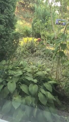 The video shows a garden scene with lush green foliage. In the background, a small orange creature, possibly a cat or a fox, is visible moving through the undergrowth. A bird feeder is also hanging from a tree branch in the upper right corner of the frame. The lighting suggests it is either early morning or late afternoon. The overall impression is of a peaceful, natural environment.