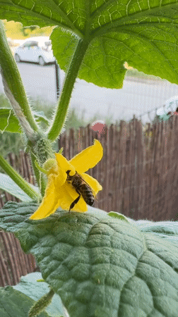 Honeybee on a cucumber flower, Wrocław