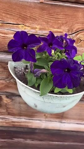 The video shows a close-up of a pot of purple petunias hanging against a wooden wall. The pot is light blue and appears to be made of plastic. The flowers are in bloom and are a vibrant shade of purple. The wooden wall is made of planks and has a rough texture. The video is shot from a slightly elevated angle, looking down at the flowers. There is no discernible movement or sound in the video.