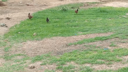 Everyday rural life around a Bauchi compound in Nigeria