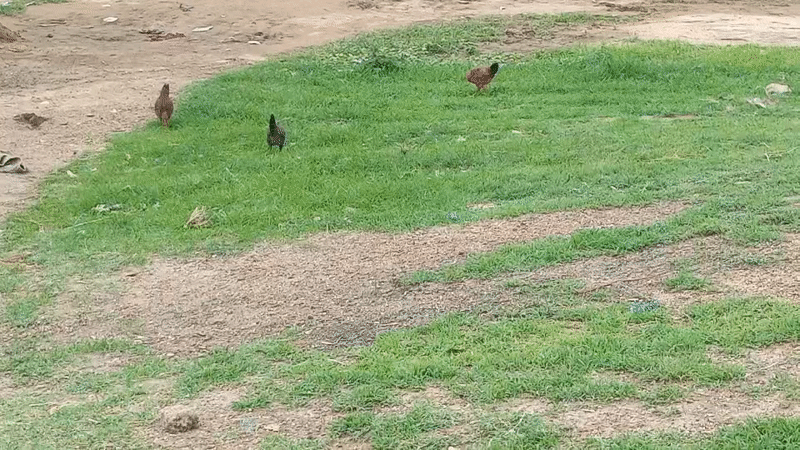 Everyday rural life around a Bauchi compound in Nigeria