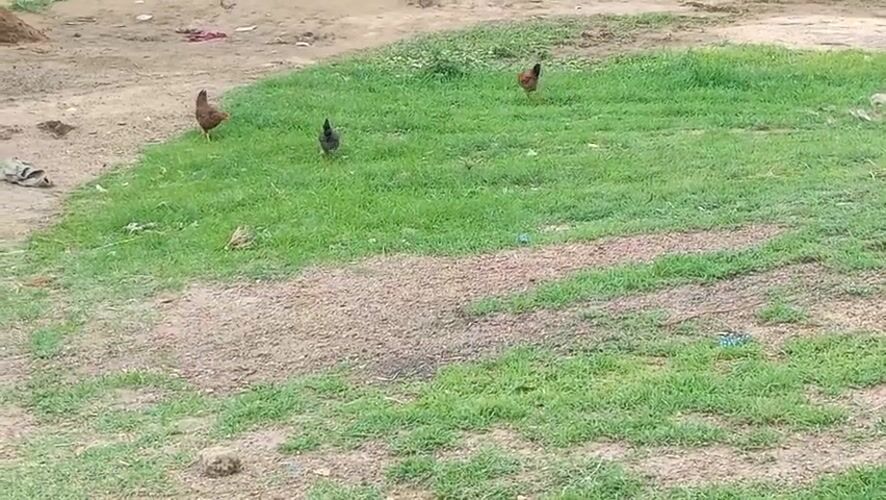 Everyday rural life around a Bauchi compound in Nigeria