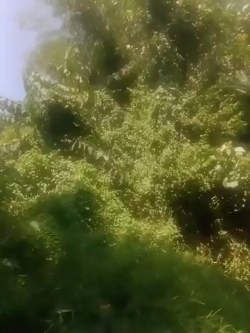 The video shows a lush green landscape with various trees and vegetation. The camera pans across the scene, highlighting dense foliage, palm trees, and a bright blue sky. Sunlight filters through the leaves, creating dappled patterns. In the foreground, a corrugated metal roof is visible. There are no people or animals present in the video.