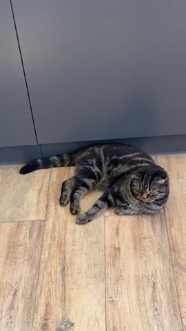 A tabby cat lies on a wooden floor in front of a dark gray cabinet. A small, spotted puppy enters the frame from the left and begins to sniff and play with something on the floor, its tail wagging. The puppy is in motion, with some blur, while the cat remains mostly still. Sunlight casts a patterned shadow on the floor from the puppy's movements.