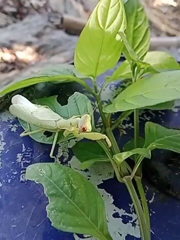 A white praying mantis is perched on a plant with green leaves. The plant is on a blue surface. The background is blurred and appears to be ground or dirt. The praying mantis has red eyes and appears to be still.
