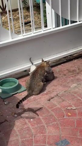 Two cats are interacting on a red brick patio. A larger, brown and tan tabby cat is in the foreground, facing away from the camera. Its tail is long and striped. A smaller, gray and white kitten is curled up beneath the tabby. Another kitten, gray with darker stripes, is perched on the back of the larger tabby. A green pet bowl containing water is to the left of the cats. A white metal fence is visible in the background, and sunlight casts shadows on the ground.