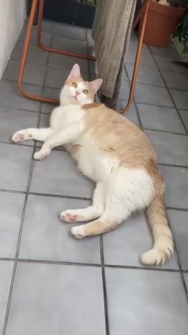 A cream and white cat is lying on its back on a tiled floor, with its legs splayed out. It briefly licks its nose and then appears to fall asleep. The cat is in an outdoor setting, possibly a balcony or patio, with a metal chair and some plants visible in the background. The lighting suggests it is daytime.