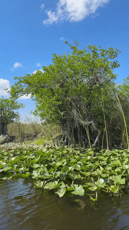 Boat journey documented through Florida wetlands in Weston