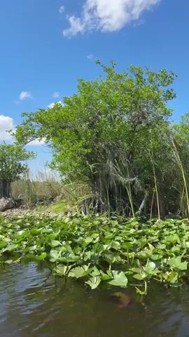 The video shows a view from a boat on a body of water. Lily pads cover the surface of the water near the shoreline. A tree with Spanish moss hangs from its branches stands on the shore, surrounded by tall grass. The sky is blue with scattered white clouds. A dark, possibly metal, pole is visible on the left side of the frame.