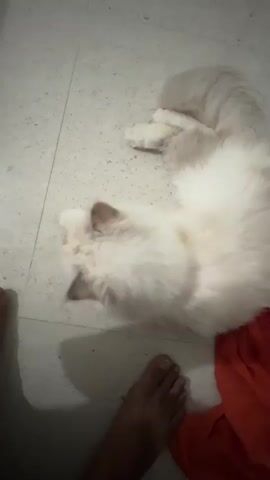 A fluffy white cat is lying on a tiled floor next to an orange piece of fabric. A person's feet are visible in the lower part of the frame, one on the left and one on the right, close to the cat and the fabric. The cat's head is down, and it appears to be sniffing the floor or grooming itself. The lighting is dim, and shadows are cast on the floor.