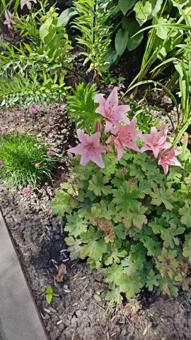 A video pans across a lush garden bed filled with various flowering plants and greenery. In the foreground, several pink lilies are in bloom, their petals gracefully open to the sun. Adjacent to the lilies, a cluster of green leafy plants with serrated edges grows low to the ground. Behind these, taller stalks of green foliage rise upwards, some dotted with small purple flowers. To the left, a small patch of bright green grass adds a vibrant touch. Further back, more lilies and other flowering plants create a dense and colorful tapestry. The garden appears to be situated near a building, with a brick wall visible in the background. The scene is bathed in bright sunlight, suggesting a warm, pleasant day. No people or animals are visible in the video.