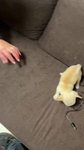 Here is a brief description of the video:

The video shows a small, light-colored chihuahua puppy on a brown couch. A hand with a ring and nail polish is also visible. The puppy is playing with a black USB cable. The hand then picks up the cable and moves it around, encouraging the puppy to chase it.
