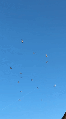 Seagulls spotted flying over Sofia's clear skies