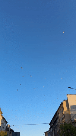Seagulls spotted flying over Sofia's clear skies