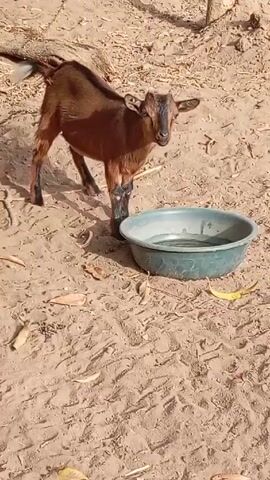 The video shows a young, brown goat standing in a sandy environment next to a green plastic bowl filled with water. The goat has dark legs and ears, and it is looking directly at the camera. The ground is covered with sand and scattered leaves. A tree trunk can be seen in the background.