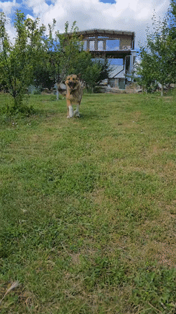 Dogs playing and relaxing in Vratsa yard