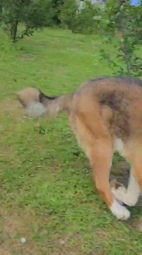 Dogs playing and relaxing in Vratsa yard