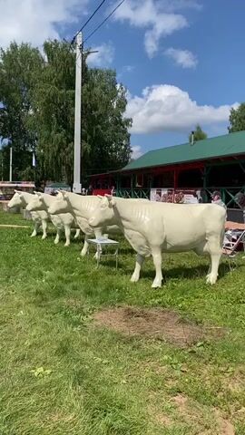 The video shows a row of white cow statues standing on a grassy field. In the background, there is a building with a green roof, trees, and a bright blue sky with white clouds, suggesting a sunny day. There are people visible near the building, and some sort of event or gathering appears to be taking place. The statues are positioned in a line, facing to the right, with a small table in front of one of them. The overall atmosphere seems festive or celebratory, given the outdoor setting and the presence of people. A Russian flag is visible on a pole in the distance. There is no discernible text in the video.