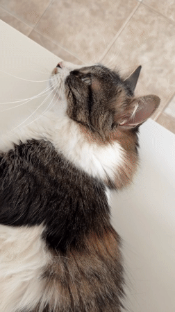 Quiet afternoon moments with cats and food in Bat Yam