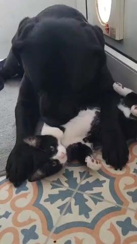 A video shows a large, black dog lying on a gray mat on a floor of colorful tiles, interacting with a small, black and white kitten. The dog is lying down, and the kitten is nestled under its head and paws, facing upwards. The dog gently nuzzles and interacts with the kitten, appearing playful. The scene is indoors, near a white door or appliance.