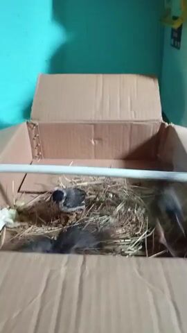 A bird's nest made of straw is in a cardboard box. Two small birds are in the nest. One bird is in the foreground and the other is in the background. A white stick is across the top of the box. The wall behind the box is blue and green.