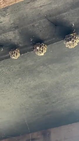 Three small wasp nests are attached to a dark, rough surface, likely the underside of a roof or overhang. The nests are roughly spherical and composed of visible hexagonal cells. The nests are evenly spaced in a horizontal line. A few small, dark insects, presumably wasps, are visible on or near the nests, with some appearing to be in flight or crawling. The background is out of focus but suggests an outdoor or semi-enclosed environment with wooden elements.