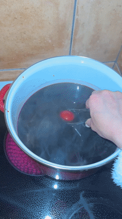 Poodle rests beside mobile phone on carpet in Montenegro