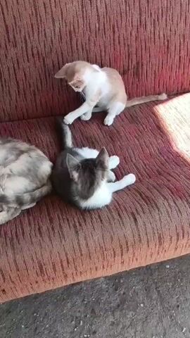 Three cats are on a textured, reddish-brown couch. The cat on the left is mostly obscured by the couch and appears to be lying down. A grey and white cat is lying on its side in the middle of the couch, facing away from the camera. A white and orange tabby cat is sitting on the back of the couch, looking down and to the left. Its left paw is extended, touching the grey and white cat. The scene appears to be outdoors, with sunlight casting shadows on the couch.